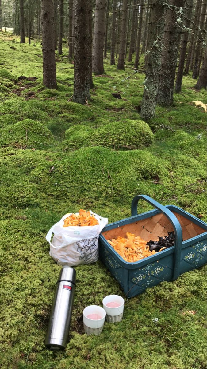 Forest Foraging